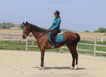 Purosangue irlandese, Giumenta, 6 Anni, 165 cm, Baio