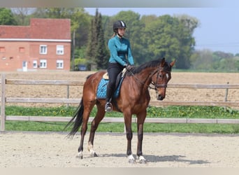 Purosangue irlandese, Giumenta, 6 Anni, 165 cm, Baio
