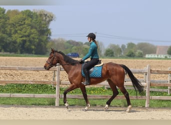 Purosangue irlandese, Giumenta, 6 Anni, 165 cm, Baio