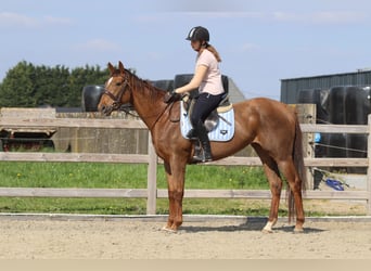 Purosangue irlandese, Giumenta, 6 Anni, 165 cm, Sauro ciliegia