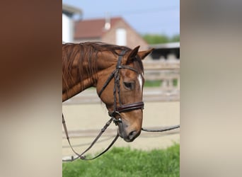 Purosangue irlandese, Giumenta, 6 Anni, 165 cm, Sauro ciliegia