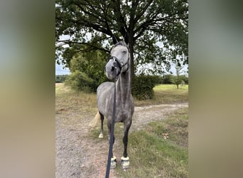 Purosangue irlandese, Giumenta, 7 Anni, 155 cm, Grigio