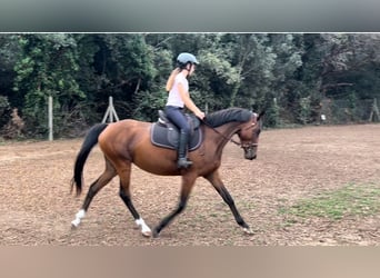 Purosangue irlandese, Giumenta, 7 Anni, 158 cm, Baio