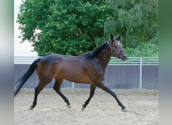 Purosangue irlandese, Giumenta, 7 Anni, 166 cm, Baio nero