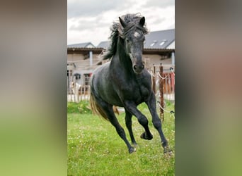 Berber, Stallion, 8 years, Grey-Blue-Tan