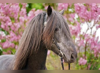 Berber, Stallion, 8 years, Grey-Blue-Tan