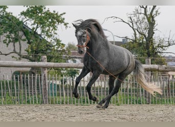 Berber, Stallion, 8 years, Grey-Blue-Tan