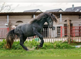 Berber, Stallion, 8 years, Grey-Blue-Tan