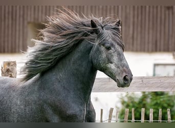 Berber, Stallion, 8 years, Grey-Blue-Tan