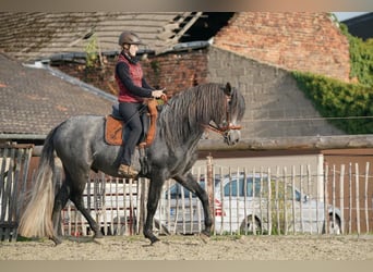 Berber, Stallion, 8 years, Grey-Blue-Tan