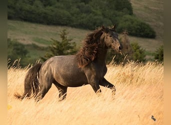 Koń berberyjski, Ogier, 7 lat, Stalowosiwy