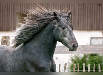 Koń berberyjski, Ogier, 7 lat, Stalowosiwy