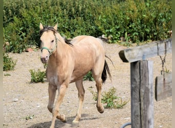 American Quarter Horse, Hengst, 8 Jahre, 158 cm, Champagne