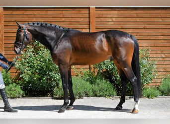 German Sport Horse, Stallion, 8 years