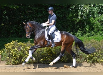 German Sport Horse, Stallion, 8 years