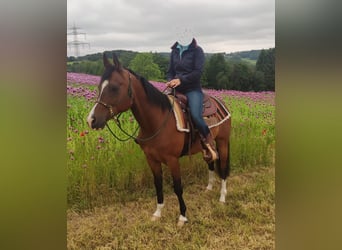 Quarab, Caballo castrado, 11 años, 151 cm, Castaño oscuro