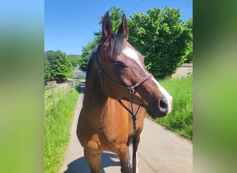 Quarab, Caballo castrado, 11 años, 151 cm, Castaño oscuro