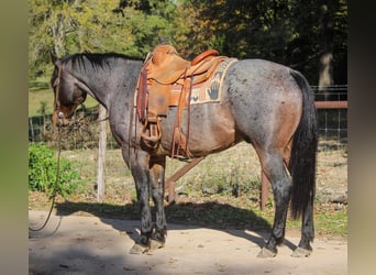 Quarab, Caballo castrado, 12 años, Ruano azulado