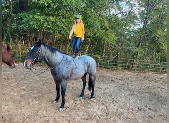 Quarab, Caballo castrado, 12 años, Ruano azulado