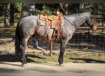 Quarab, Caballo castrado, 12 años, Ruano azulado