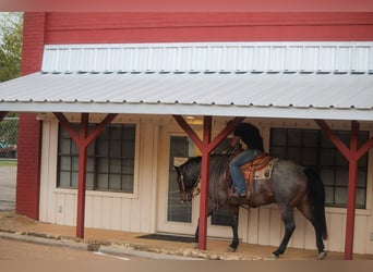 Quarab, Caballo castrado, 12 años, Ruano azulado