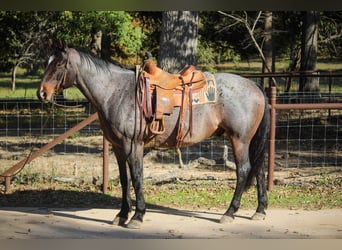 Quarab, Caballo castrado, 12 años, Ruano azulado