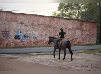 Quarab, Caballo castrado, 12 años, Ruano azulado