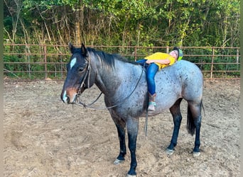 Quarab, Caballo castrado, 12 años, Ruano azulado