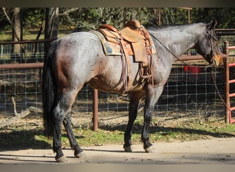 Quarab, Caballo castrado, 12 años, Ruano azulado