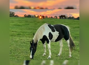 Quarab Mestizo, Caballo castrado, 14 años, 160 cm, Pío