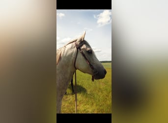 Quarab, Caballo castrado, 18 años, 157 cm, Tordo picazo