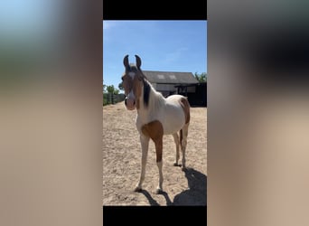 Quarab, Caballo castrado, 2 años, 155 cm