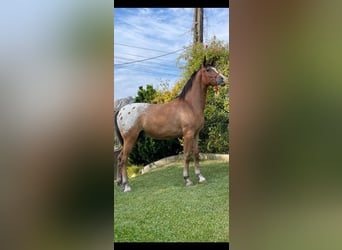 Quarab, Caballo castrado, 2 años, 158 cm, Atigrado/Moteado