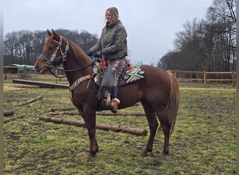 Quarab, Caballo castrado, 4 años, 155 cm, Alazán