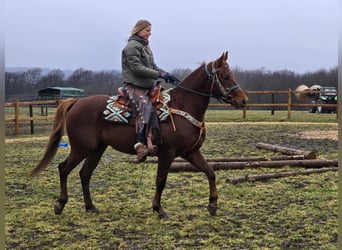 Quarab, Caballo castrado, 4 años, 155 cm, Alazán