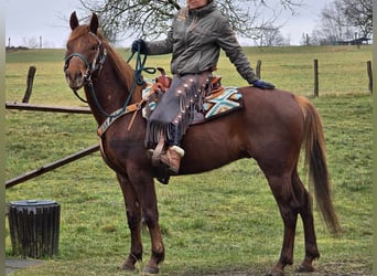 Quarab, Caballo castrado, 4 años, 155 cm, Alazán