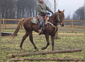 Quarab, Caballo castrado, 4 años, 155 cm, Alazán