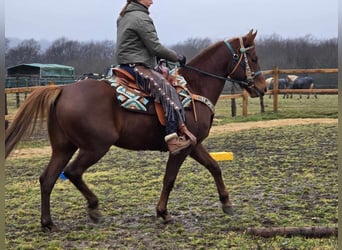 Quarab, Caballo castrado, 4 años, 155 cm, Alazán