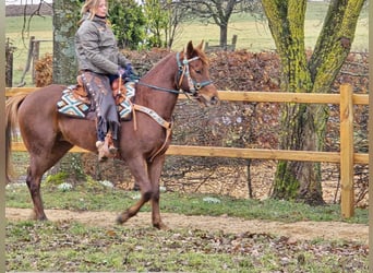 Quarab, Caballo castrado, 4 años, 155 cm, Alazán