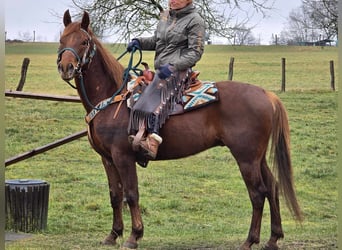 Quarab, Caballo castrado, 4 años, 155 cm, Alazán