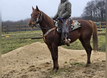 Quarab, Caballo castrado, 4 años, 155 cm, Alazán