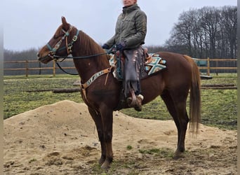 Quarab, Caballo castrado, 4 años, 155 cm, Alazán