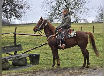 Quarab, Caballo castrado, 4 años, 155 cm, Alazán