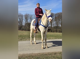 Quarab Mestizo, Caballo castrado, 4 años, 155 cm, Cremello