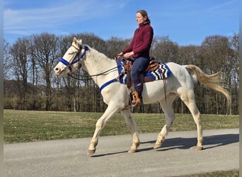 Quarab Mestizo, Caballo castrado, 4 años, 155 cm, Cremello