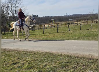 Quarab Mestizo, Caballo castrado, 4 años, 155 cm, Cremello