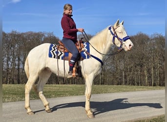 Quarab Mestizo, Caballo castrado, 4 años, 155 cm, Cremello