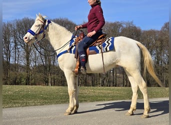 Quarab Mestizo, Caballo castrado, 4 años, 155 cm, Cremello