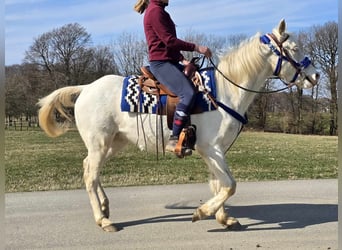 Quarab Mestizo, Caballo castrado, 4 años, 155 cm, Cremello