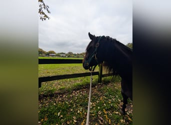Quarab, Caballo castrado, 4 años, 155 cm, Negro